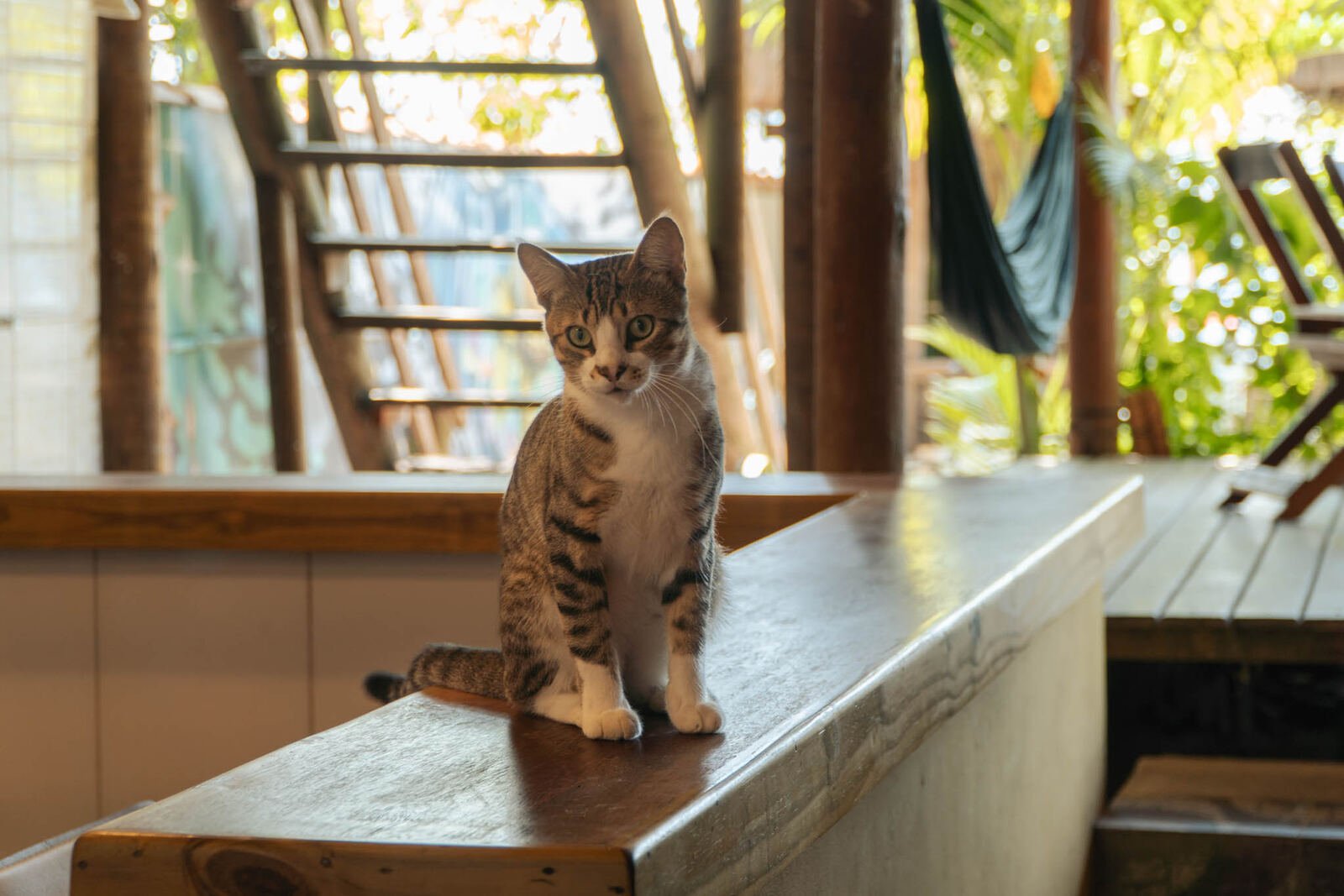 Miguel, o gato que mora no Mambembe Ilha Grande